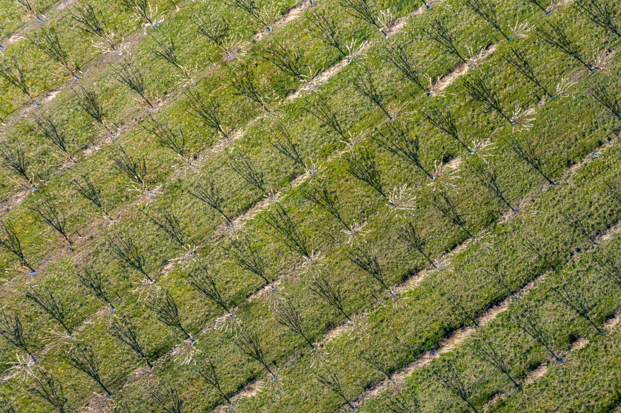 Acetato Cálcico agricultura