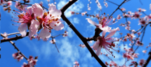 tratmiento del cultivo de almendros para obtener flores y frutos sanos