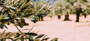 tratamientos de fertilización en los olivos de manera ecologica