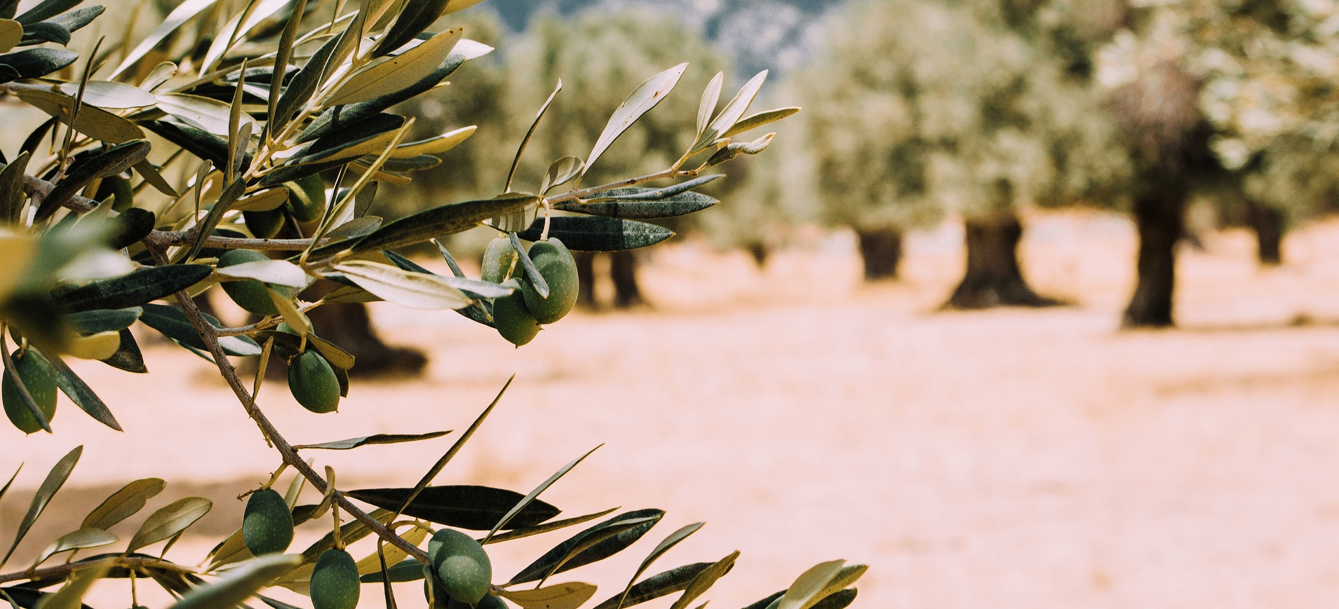 tratamientos de fertilización en los olivos de manera ecologica