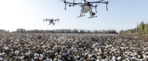 Pulverización con varios drones al mismo tiempo sobre algodón