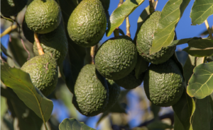 El aguacate del campo a tu mesa