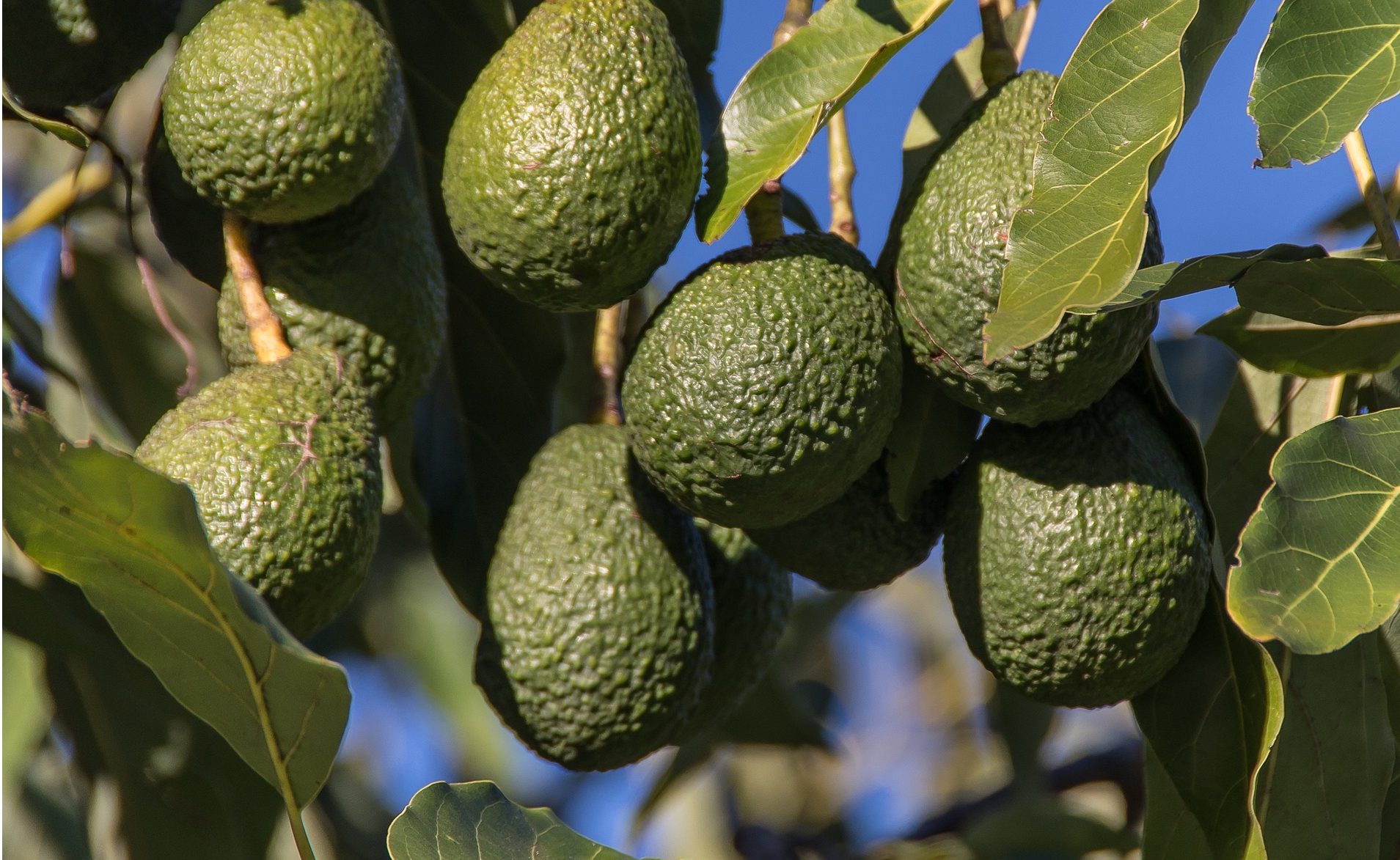 El aguacate del campo a tu mesa