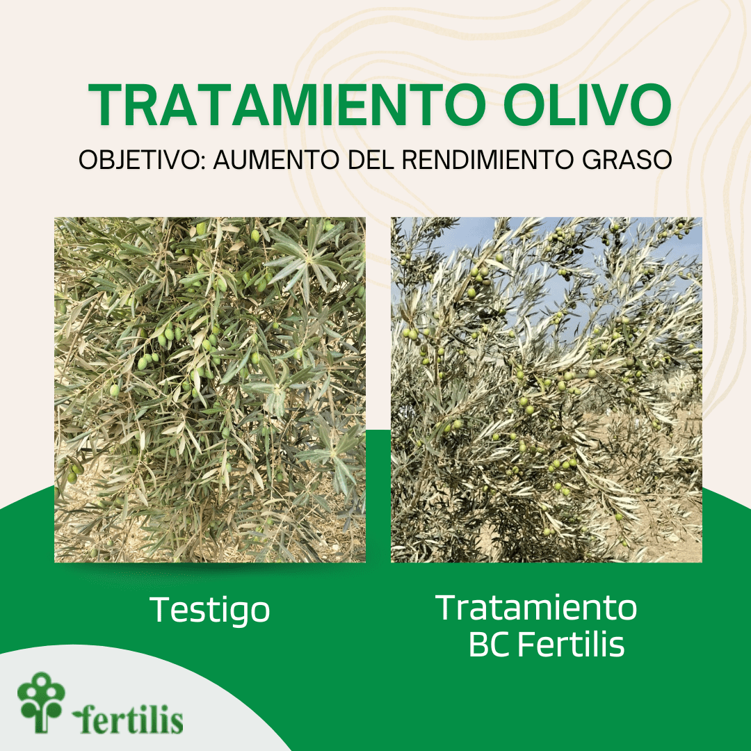 tratamiento olivo para descargar en pdf