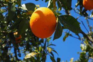 cobre fertilizante ecológico de rápida asimilación