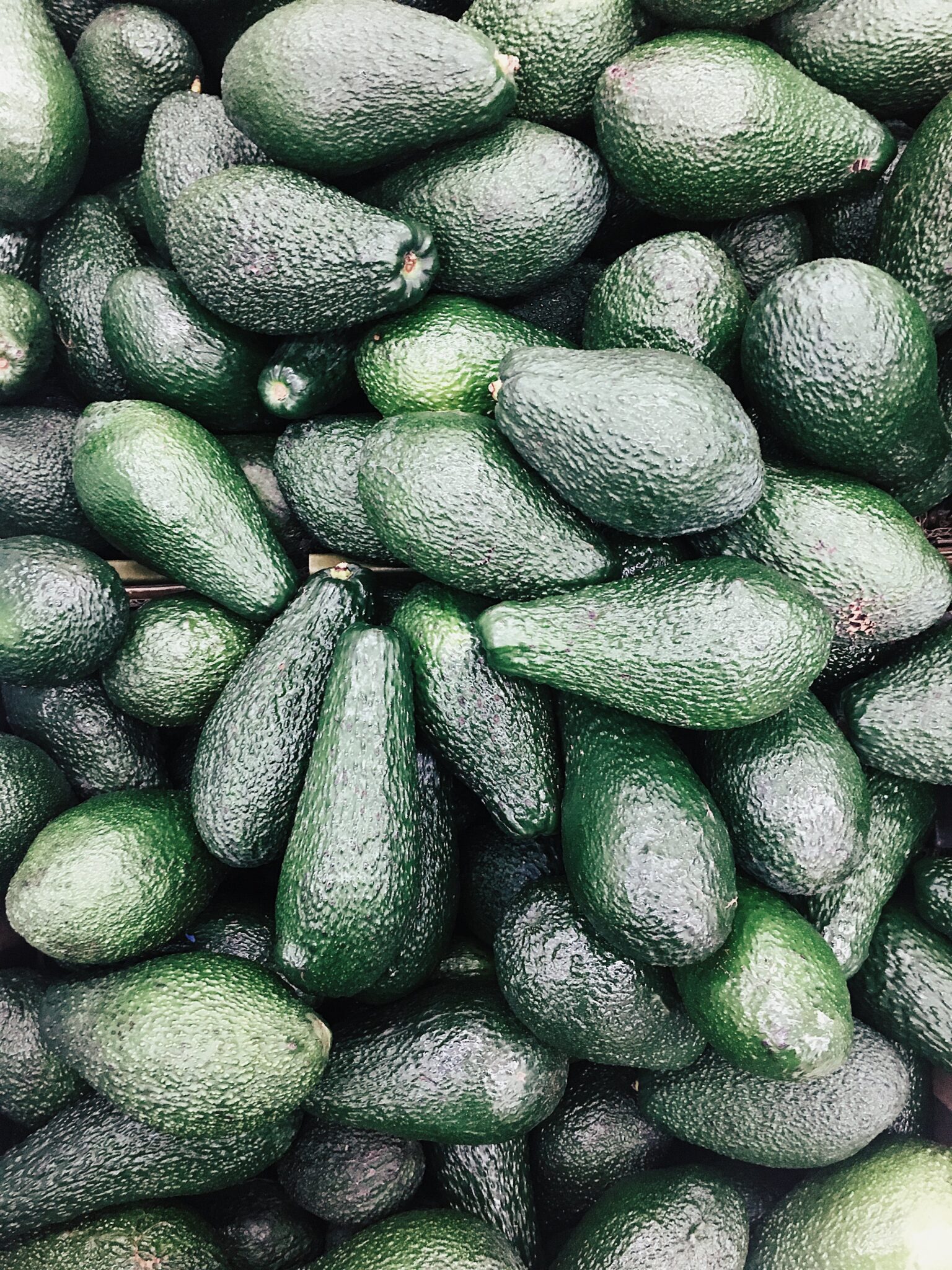 BC fertilis la ciencia detras de la poda del aguacate