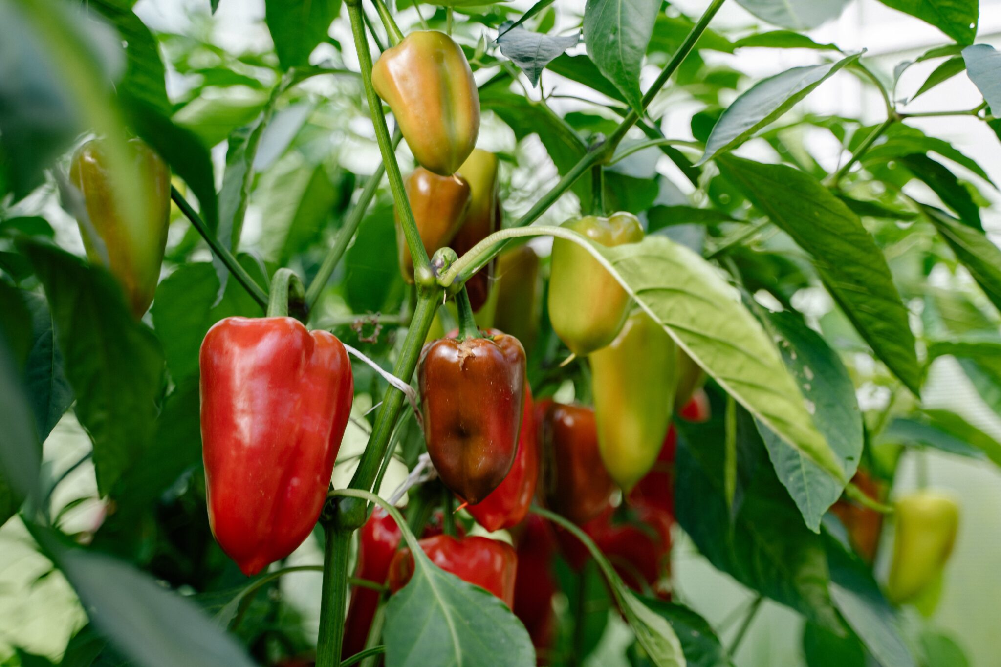 cultivo de pimientos en interiores, todo lo que debes saber