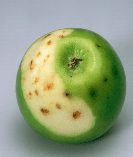 Manzana con Bitter Pit por deficiencia de calcio