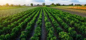 Campo de pimientos tratado con el pack de marlox gb y actical.