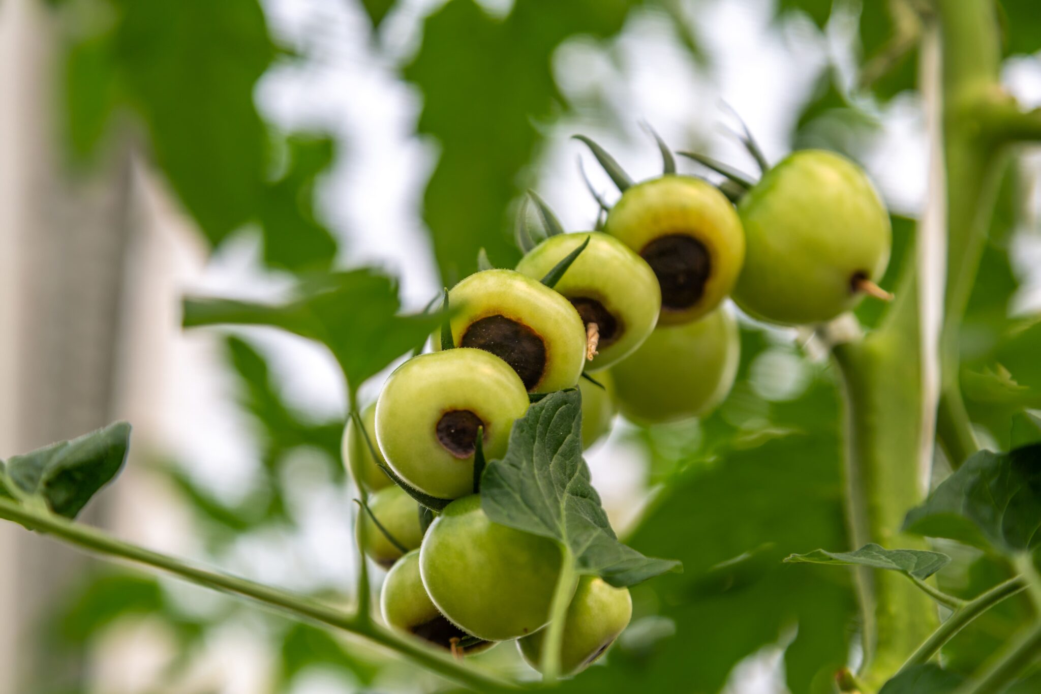 El calcio para plantas como Actical evita la podredumbre apical provocada